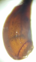 Funaria hygrometrica