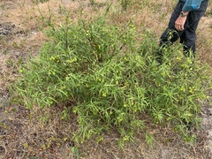 Solanum vescum