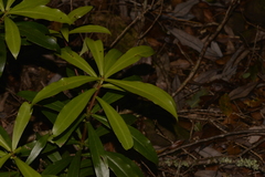 Tasmannia insipida