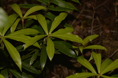 Tasmannia insipida
