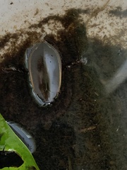 Cybister tripunctatus