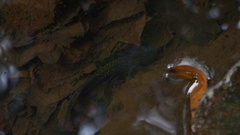 Ambystoma velasci