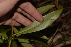 Tasmannia insipida