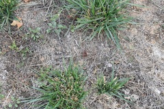 Funaria hygrometrica