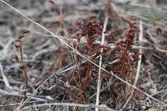 Funaria hygrometrica