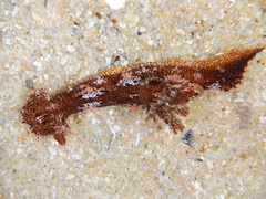 Plocamopherus imperialis