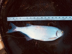 Hiodon alosoides