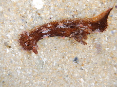 Plocamopherus imperialis