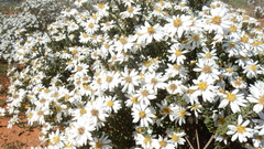 Olearia pimeleoides