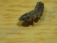 Abscondita cerata