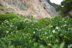 Veronica elliptica