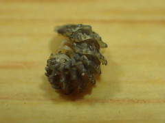 Abscondita cerata