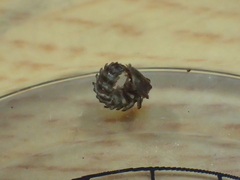 Abscondita cerata