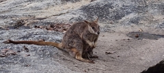 Petrogale mareeba