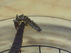 Abscondita cerata
