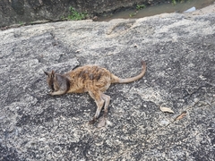 Petrogale mareeba