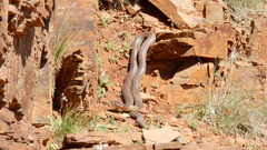 Pseudechis australis
