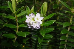 Veronica elliptica
