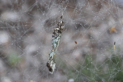 Cyrtophora citricola