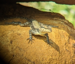 Psammophilus dorsalis