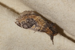 Notodonta tritophus