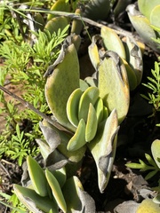 Crassula swaziensis