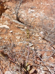 Crassula cotyledonis