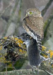 Microtus longicaudus