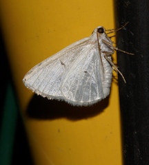 Lomographa temerata