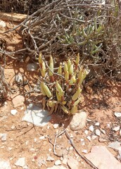 Mitrophyllum