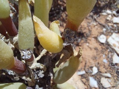Mitrophyllum