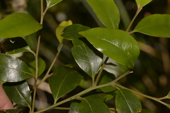 Cryptocarya nova-anglica