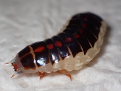 Stenocladius bicoloripes