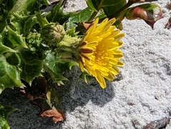 Sonchus megalocarpus
