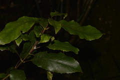 Schizomeria ovata