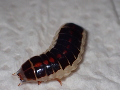 Stenocladius bicoloripes