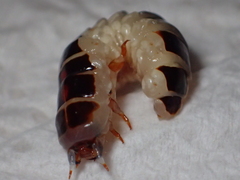 Stenocladius bicoloripes