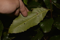 Schizomeria ovata