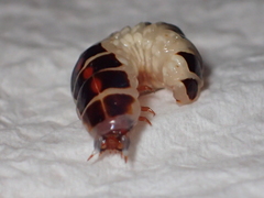 Stenocladius bicoloripes