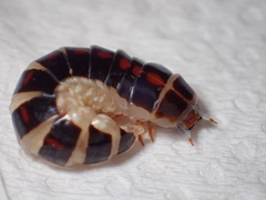 Stenocladius bicoloripes