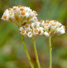 Helichrysum sphaeroideum