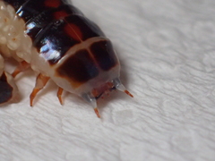 Stenocladius bicoloripes