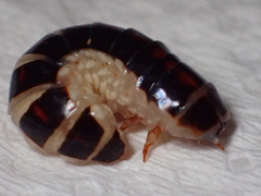 Stenocladius bicoloripes