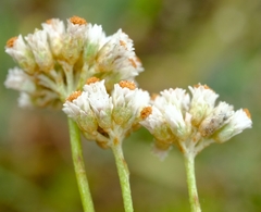 Helichrysum sphaeroideum