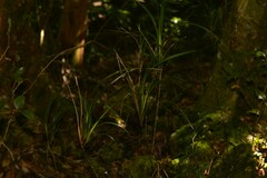 Dianella caerulea assera