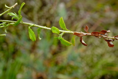 Helichrysum sphaeroideum