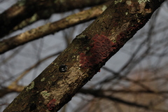 Exidia brunneola