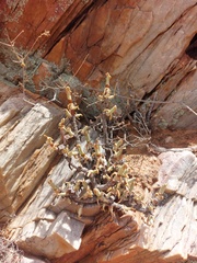 Mitrophyllum