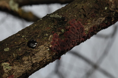 Exidia brunneola