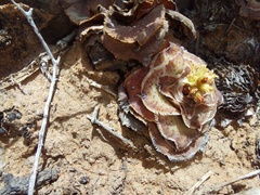 Crassula pseudohemisphaerica